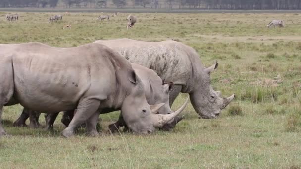 Breitmaulnashorn beim Fressen — Stockvideo