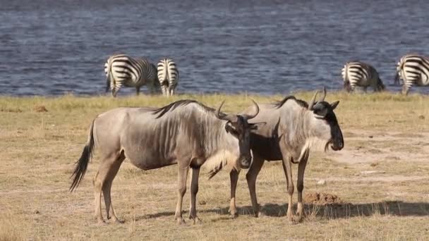 Weißbärtige Gnus — Stockvideo