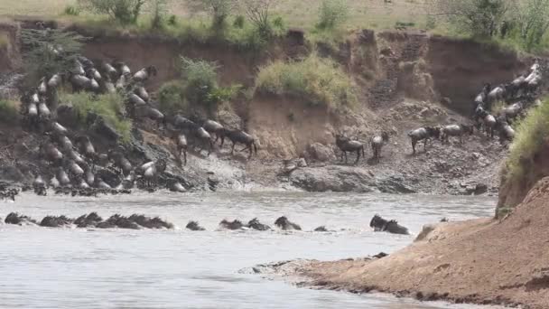 Wildebeest migration — Stock Video