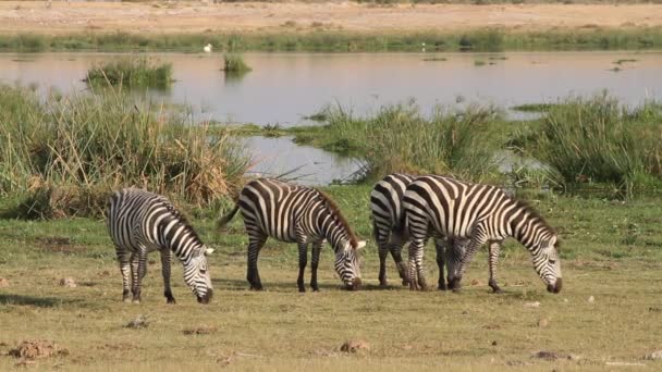 Zebras auf der Weide — Stockvideo