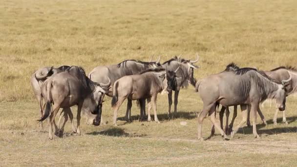 Beyaz sakallı wildebeest — Stok video