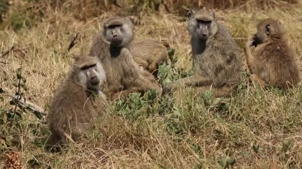 Familia de babuinos amarillos — Vídeos de Stock