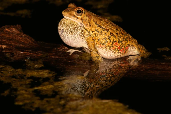 Olive toad calling — Stock Photo, Image