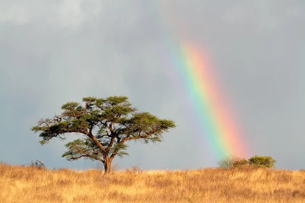 Regenbogenlandschaft — Stockfoto