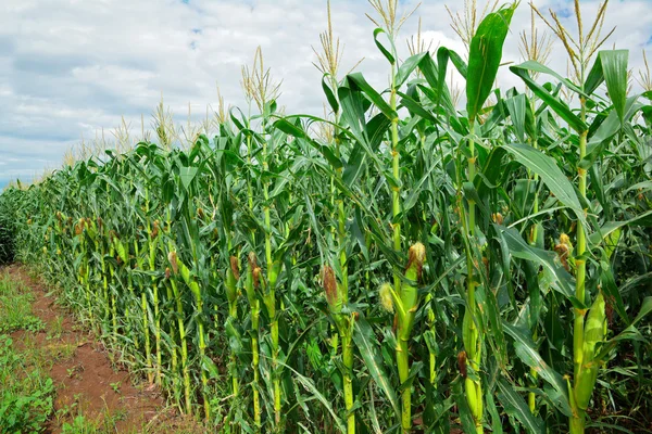 Corn (kukorica) mező — Stock Fotó