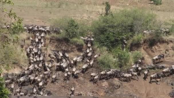 Wildebeest migration — Stock Video