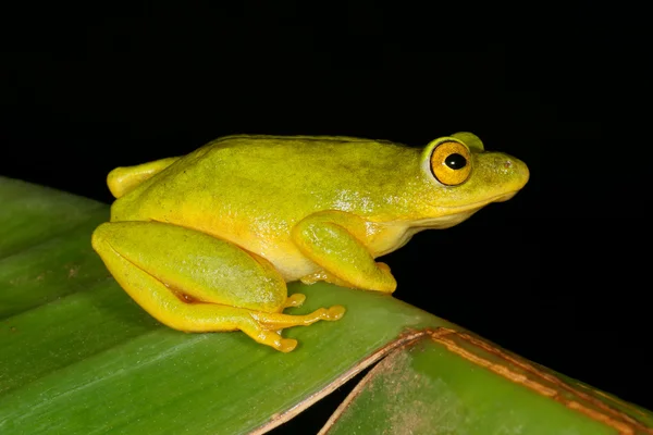 Tinker reed frog — Stock Photo, Image