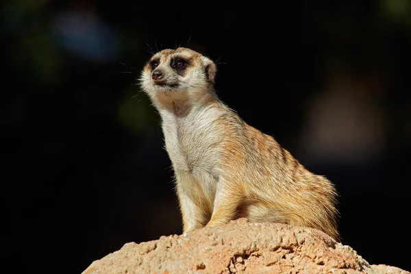 Erdmännchen auf der Hut — Stockfoto