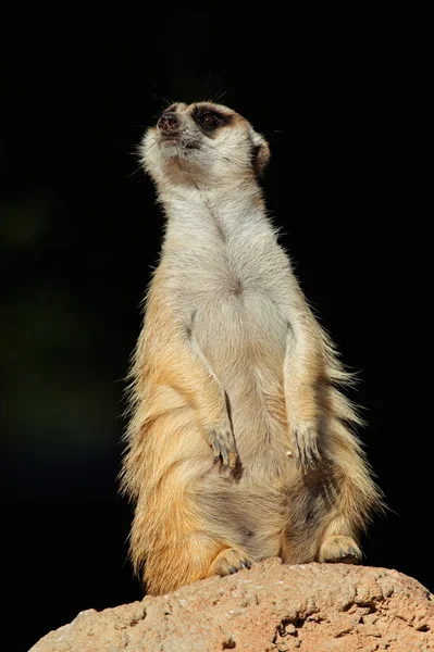 Meerkat em guarda — Fotografia de Stock