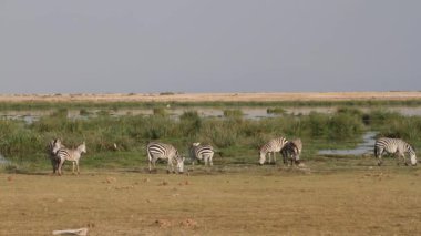 ovalar zebralar otlatma