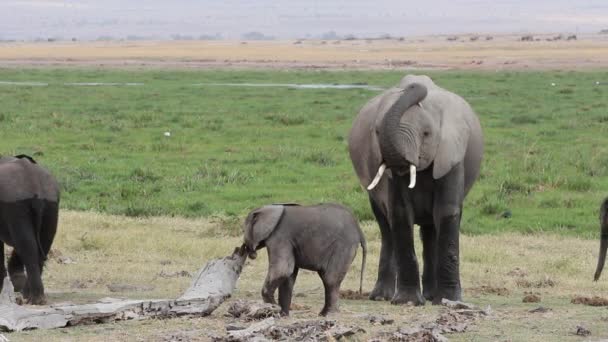 African elephant with young calves — Stock Video