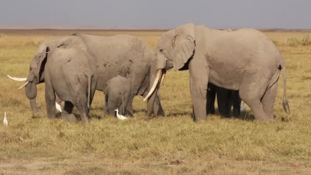 Afrikanska elefanter utfodring — Stockvideo
