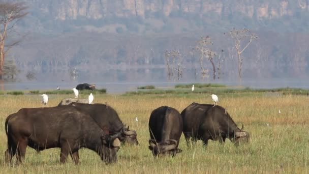 Grazende Afrikaanse buffels — Stockvideo