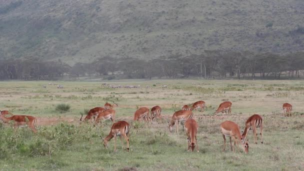 Alimentazione antilopi Impala — Video Stock