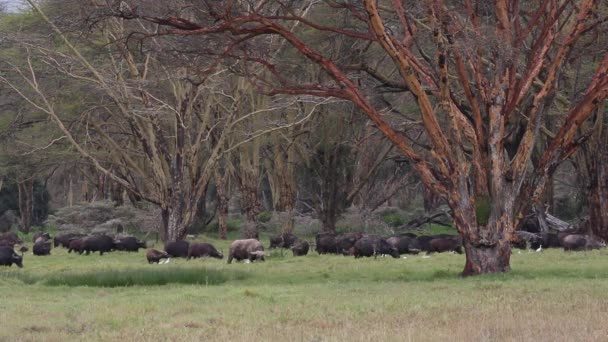 Pâturage de buffles africains 