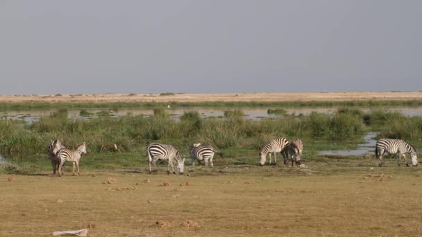 Planícies Zebras pastando — Vídeo de Stock