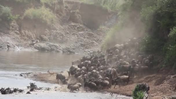Wildebeest göç — Stok video