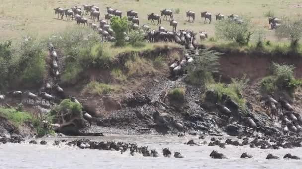 Wildebeest μετανάστευση — Αρχείο Βίντεο