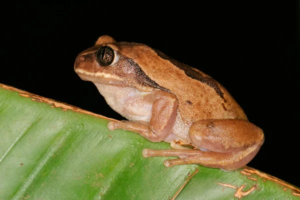 Rana arbórea dorada marrón —  Fotos de Stock