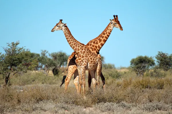 Giraffe bulls — Stock Photo, Image