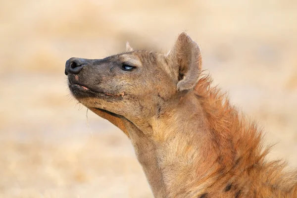 Spotted hyena — Stock Photo, Image