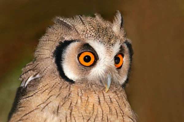 Owl portrait — Stock Photo, Image
