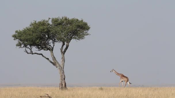 Masai giraffe and tree — Stock Video
