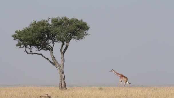 Girafe et arbre Masai — Video