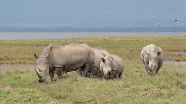 Vit noshörning utfodring — Stockvideo