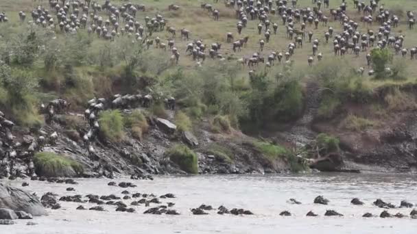 Wildebeest stéhování — Stock video