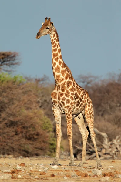 Giraffe bull — Stock Photo, Image