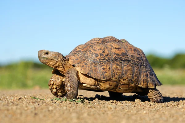 Tortuga leopardo — Foto de Stock