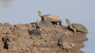 Miğferli çörekler.