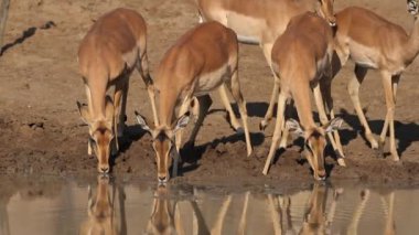 Impala antilop içme