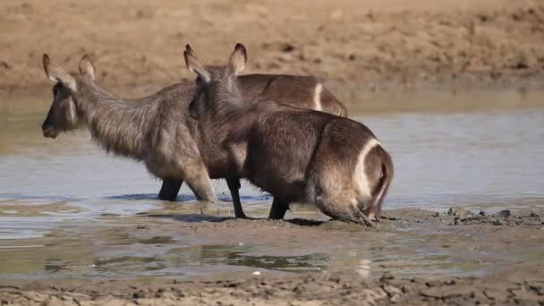 Waterbuck in mud — Stock Video