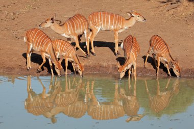 Nyala antelopes drinking clipart