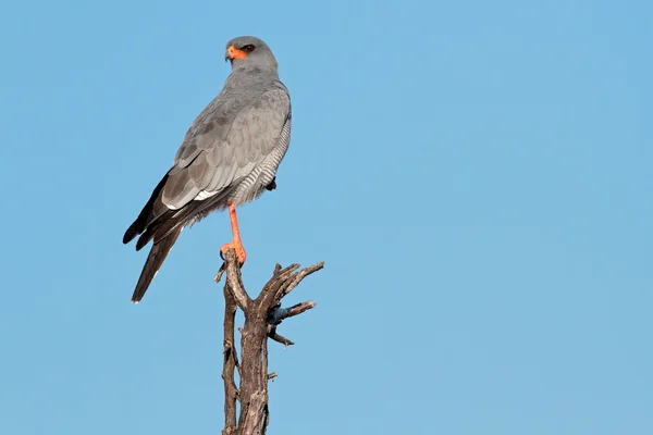 Pallido cantando goshawk — Foto Stock