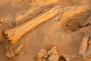 Ancient fossil bones clipart