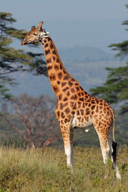 Rothschilds giraffe clipart