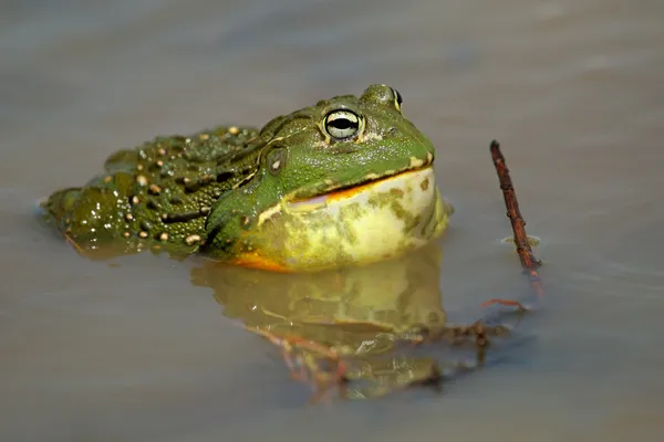 アフリカの巨大なウシガエル — ストック写真