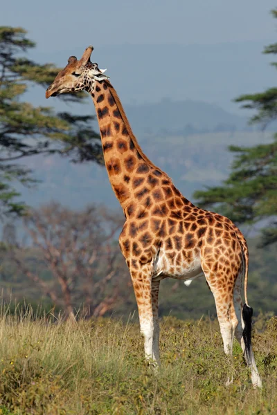 Rothschildové žirafa — Stock fotografie