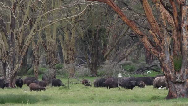 Afrika buffalos otlatma — Stok video