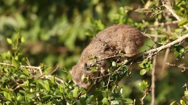 Utfodring Hyraxar — Stockvideo