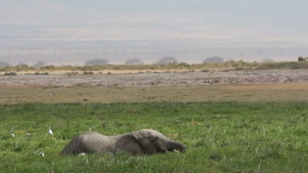 Elefante africano nella palude — Video Stock