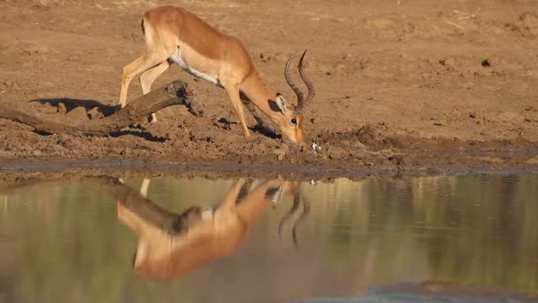 Impala antiloper dricka — Stockvideo