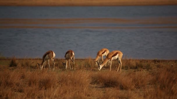 Pastva springbok — Stock video