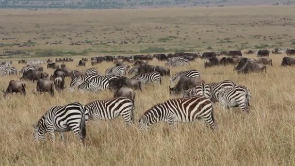 Wildebeest and zebras grazing — Stock Video