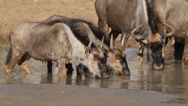 Wildebeest drinking water — Stock Video