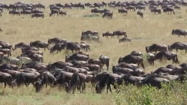 Wildebeest göç — Stok video