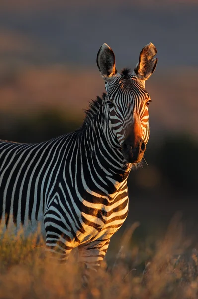 Cape Dağ zebrası — Stok fotoğraf